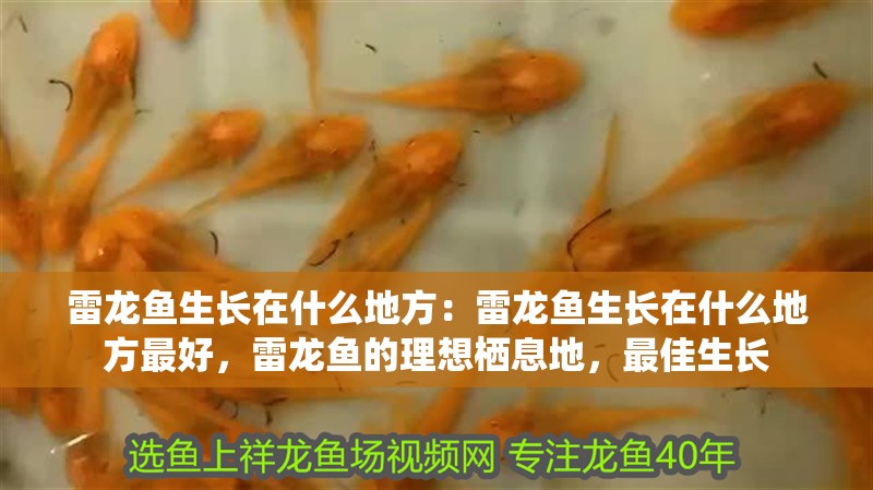 雷龍魚生長在什么地方：雷龍魚生長在什么地方最好，雷龍魚的理想棲息地，最佳生長
