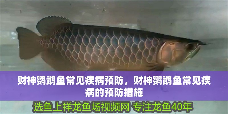 財神鸚鵡魚常見疾病預(yù)防，財神鸚鵡魚常見疾病的預(yù)防措施