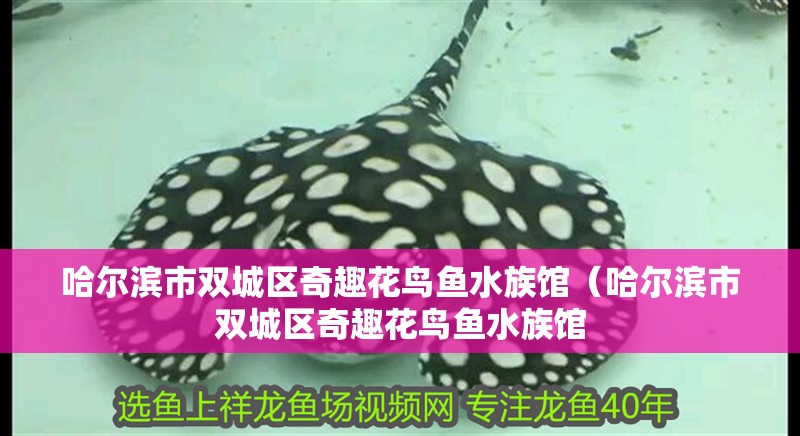 哈爾濱市雙城區(qū)奇趣花鳥魚水族館（哈爾濱市雙城區(qū)奇趣花鳥魚水族館