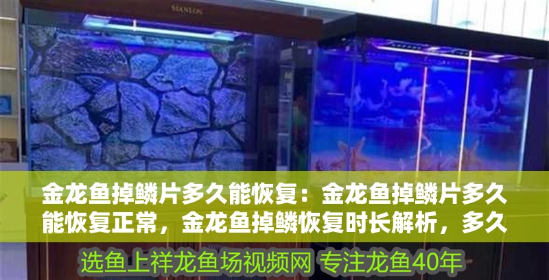 金龍魚掉鱗片多久能恢復：金龍魚掉鱗片多久能恢復正常，金龍魚掉鱗恢復時長解析，多久能重回健康狀態