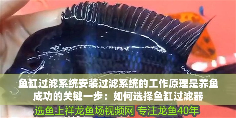 魚缸過濾系統安裝過濾系統的工作原理是養魚成功的關鍵一步：如何選擇魚缸過濾器