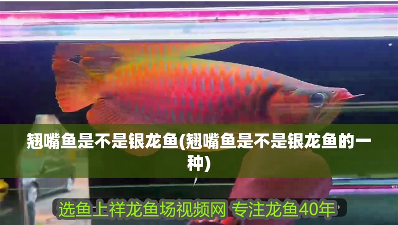 翹嘴魚是不是銀龍魚(翹嘴魚是不是銀龍魚的一種)