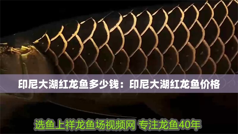 印尼大湖紅龍魚多少錢：印尼大湖紅龍魚價格