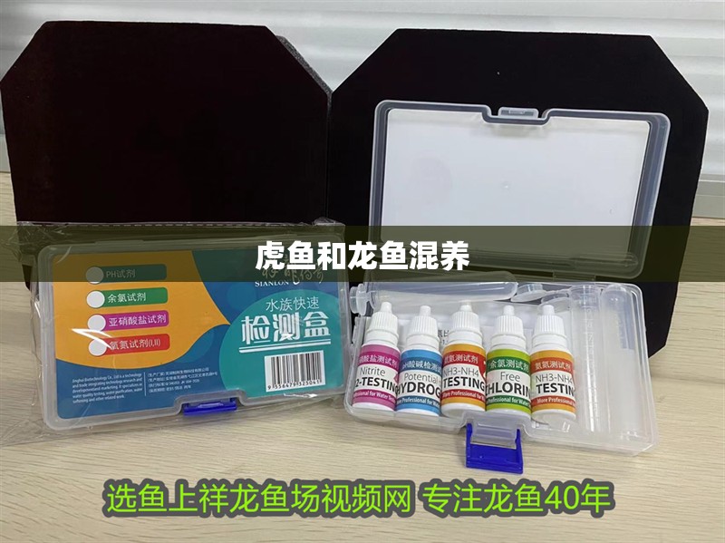 虎魚和龍魚混養