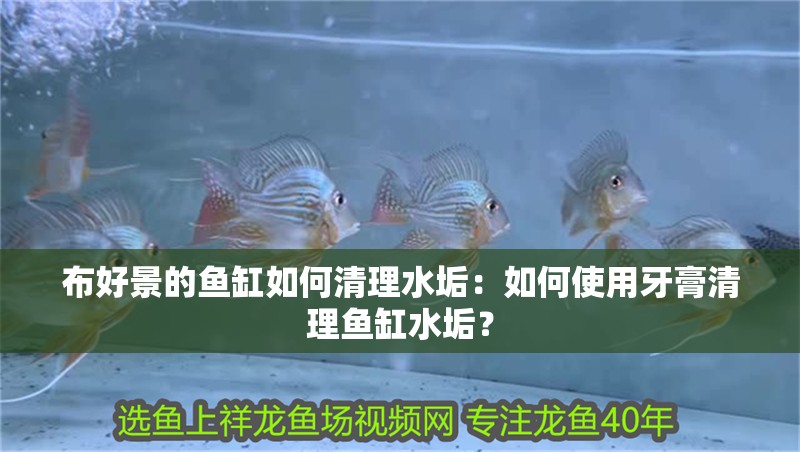 布好景的魚缸如何清理水垢：如何使用牙膏清理魚缸水垢？