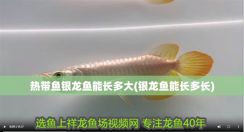 熱帶魚銀龍魚能長多大(銀龍魚能長多長)