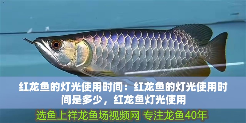紅龍魚的燈光使用時(shí)間：紅龍魚的燈光使用時(shí)間是多少，紅龍魚燈光使用 紅龍魚的燈光使用時(shí)間：紅龍魚的燈光使用時(shí)間是多少，紅龍魚燈光使用 水族問答