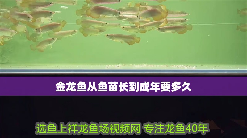 金龍魚從魚苗長到成年要多久
