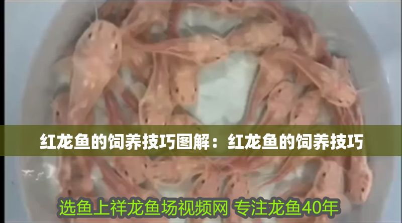紅龍魚的飼養(yǎng)技巧圖解：紅龍魚的飼養(yǎng)技巧
