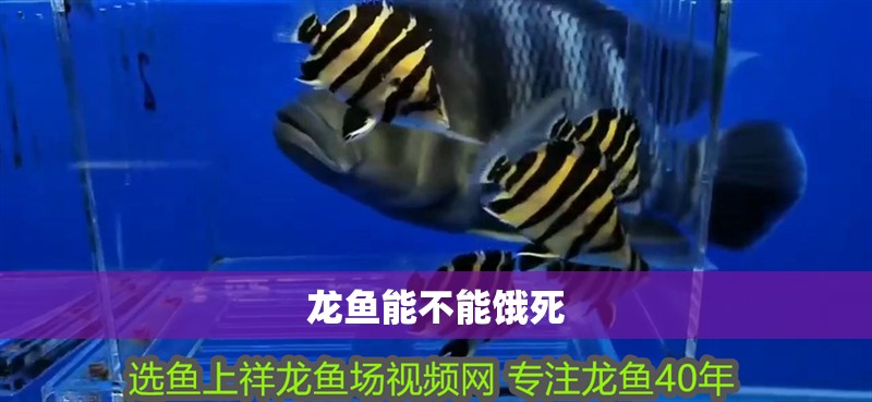 龍魚能不能餓死