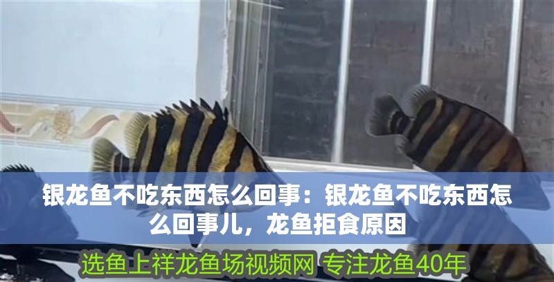 銀龍魚不吃東西怎么回事：銀龍魚不吃東西怎么回事兒，龍魚拒食原因