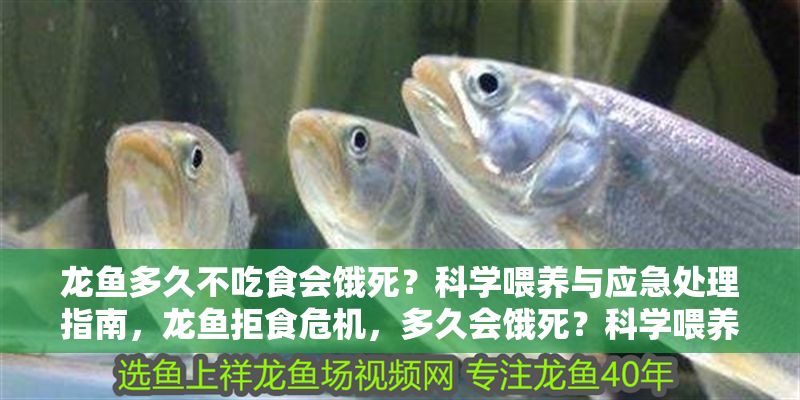 龍魚多久不吃食會餓死？科學喂養與應急處理指南，龍魚拒食危機，多久會餓死？科學喂養與應急處理全解析