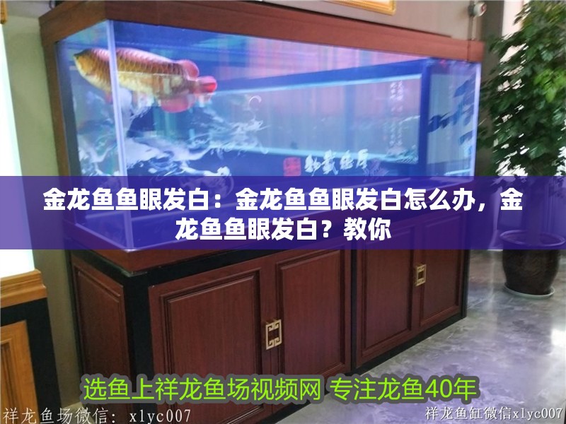 金龍魚魚眼發白：金龍魚魚眼發白怎么辦，金龍魚魚眼發白？教你