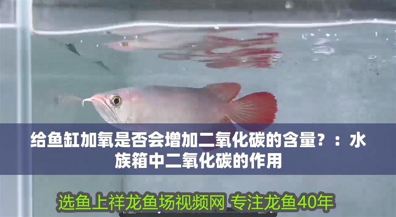 給魚缸加氧是否會(huì)增加二氧化碳的含量？：水族箱中二氧化碳的作用