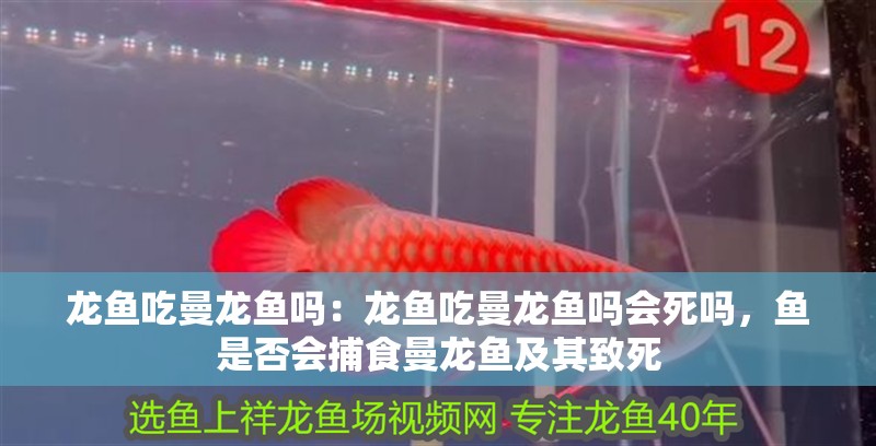 龍魚吃曼龍魚嗎：龍魚吃曼龍魚嗎會死嗎，魚是否會捕食曼龍魚及其致死