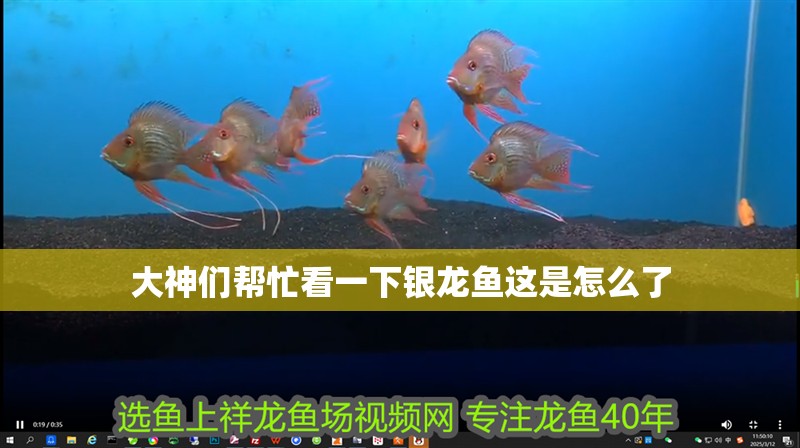 大神們幫忙看一下銀龍魚這是怎么了