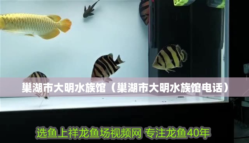 巢湖市大明水族館（巢湖市大明水族館電話）