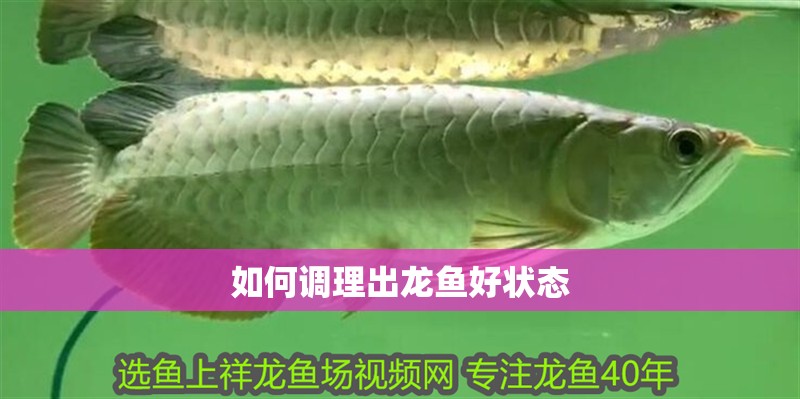如何調理出龍魚好狀態