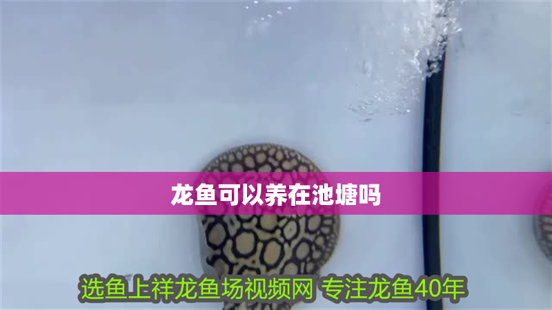 龍魚可以養在池塘嗎