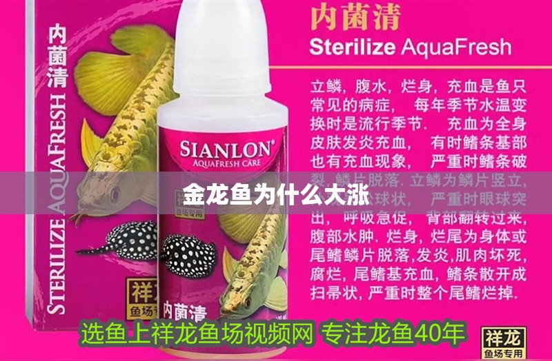 金龍魚(yú)為什么大漲