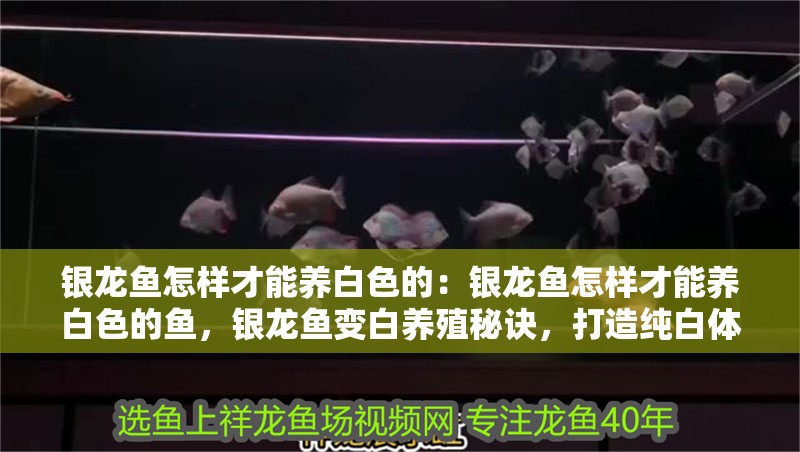 銀龍魚怎樣才能養(yǎng)白色的：銀龍魚怎樣才能養(yǎng)白色的魚，銀龍魚變白養(yǎng)殖秘訣，打造純白體色的實用