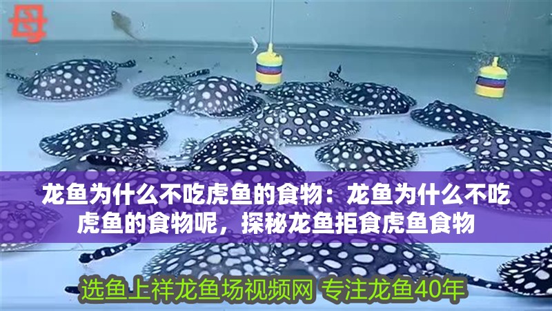 龍魚為什么不吃虎魚的食物：龍魚為什么不吃虎魚的食物呢，探秘龍魚拒食虎魚食物 龍魚為什么不吃虎魚的食物：龍魚為什么不吃虎魚的食物呢，探秘龍魚拒食虎魚食物 水族問答