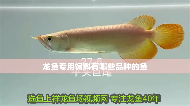 龍魚專用飼料有哪些品種的魚