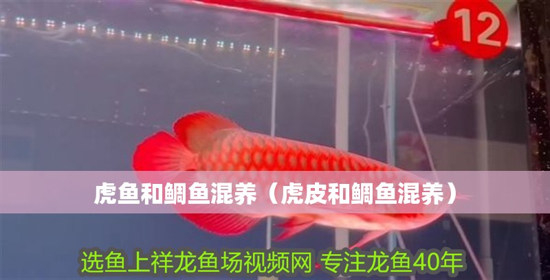 虎魚和鯛魚混養（虎皮和鯛魚混養）