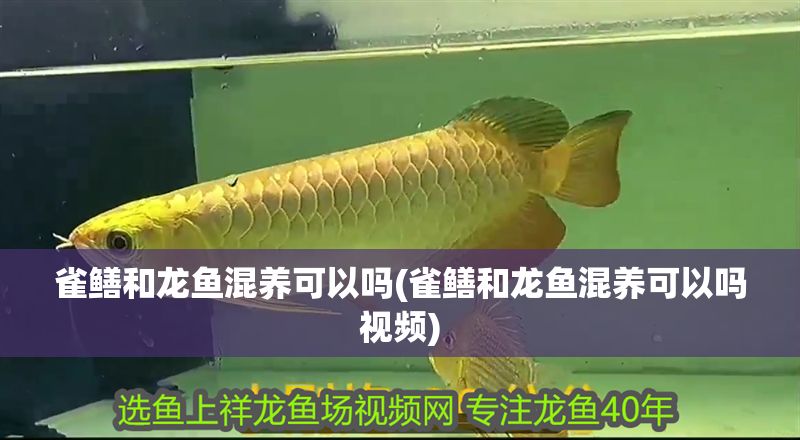 雀鱔和龍魚混養可以嗎(雀鱔和龍魚混養可以嗎視頻)
