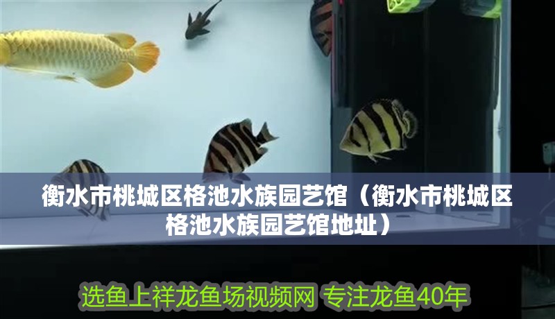 衡水市桃城區(qū)格池水族園藝館（衡水市桃城區(qū)格池水族園藝館地址）
