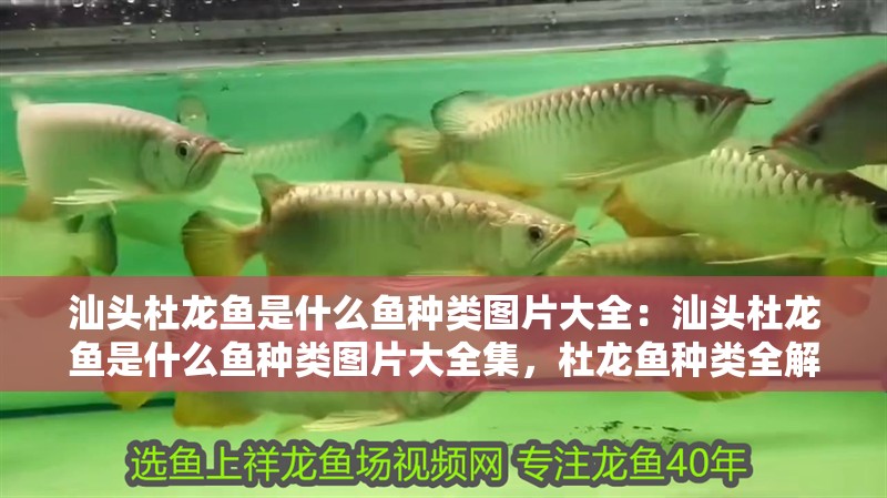 汕頭杜龍魚是什么魚種類圖片大全：汕頭杜龍魚是什么魚種類圖片大全集，杜龍魚種類全解析及高清圖片