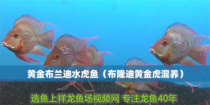 黃金布蘭迪水虎魚（布隆迪黃金虎混養(yǎng)）