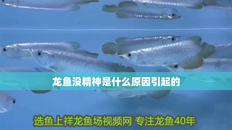 龍魚沒精神是什么原因引起的