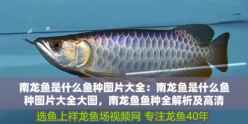 南龍魚是什么魚種圖片大全：南龍魚是什么魚種圖片大全大圖，南龍魚魚種全解析及高清