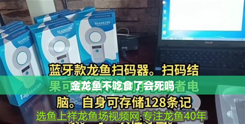 金龍魚不吃食了會死嗎