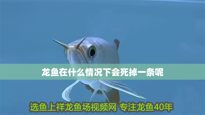 龍魚在什么情況下會死掉一條呢