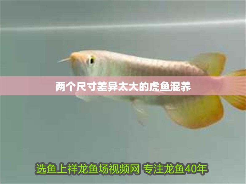 兩個尺寸差異太大的虎魚混養