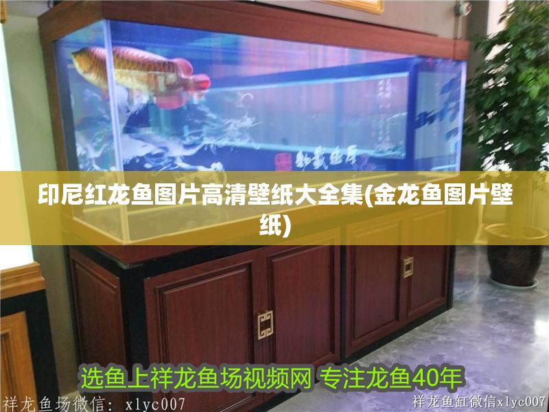印尼紅龍魚(yú)圖片高清壁紙大全集(金龍魚(yú)圖片壁紙)