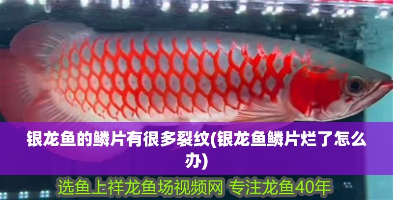 銀龍魚的鱗片有很多裂紋(銀龍魚鱗片爛了怎么辦)