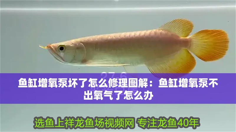 魚缸增氧泵壞了怎么修理圖解：魚缸增氧泵不出氧氣了怎么辦