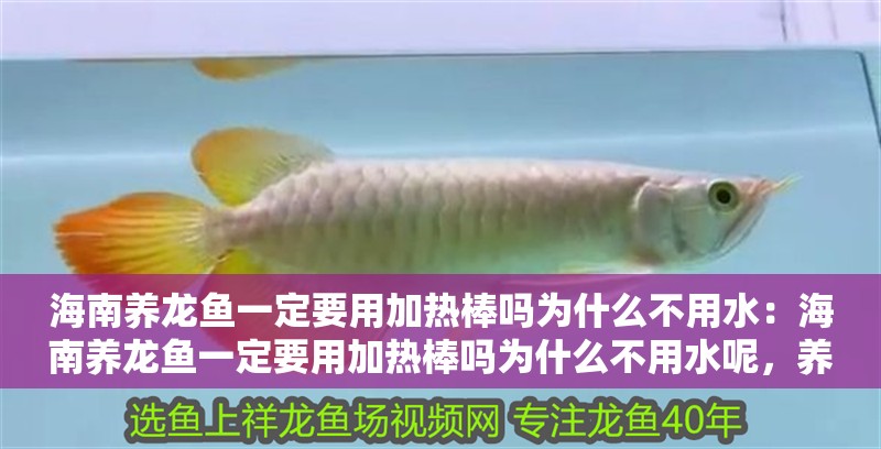 海南養龍魚一定要用加熱棒嗎為什么不用水：海南養龍魚一定要用加熱棒嗎為什么不用水呢，養龍魚是否必須使用加熱棒而非