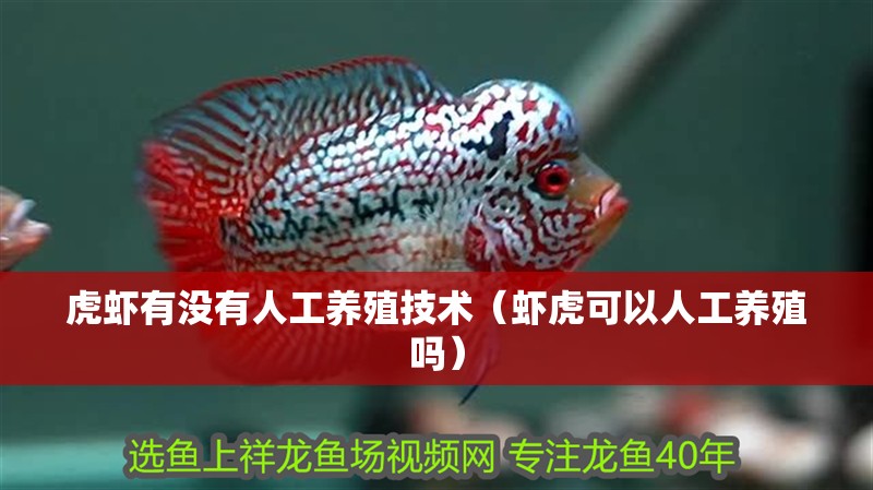 虎蝦有沒有人工養殖技術（蝦虎可以人工養殖嗎）