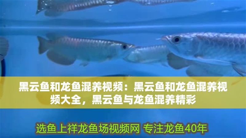 黑云魚和龍魚混養視頻：黑云魚和龍魚混養視頻大全，黑云魚與龍魚混養精彩