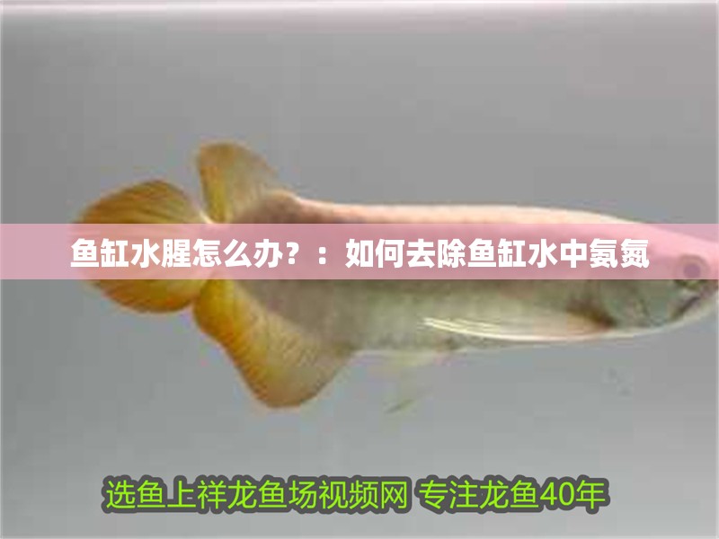 魚缸水腥怎么辦？：如何去除魚缸水中氨氮