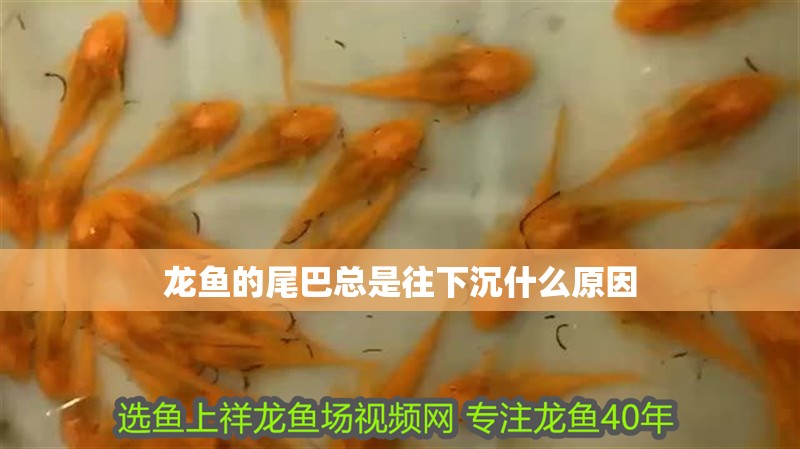 龍魚的尾巴總是往下沉什么原因