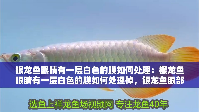 銀龍魚眼睛有一層白色的膜如何處理：銀龍魚眼睛有一層白色的膜如何處理掉，銀龍魚眼部白膜處理指南