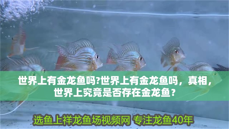 世界上有金龍魚嗎?世界上有金龍魚嗎，真相，世界上究竟是否存在金龍魚？