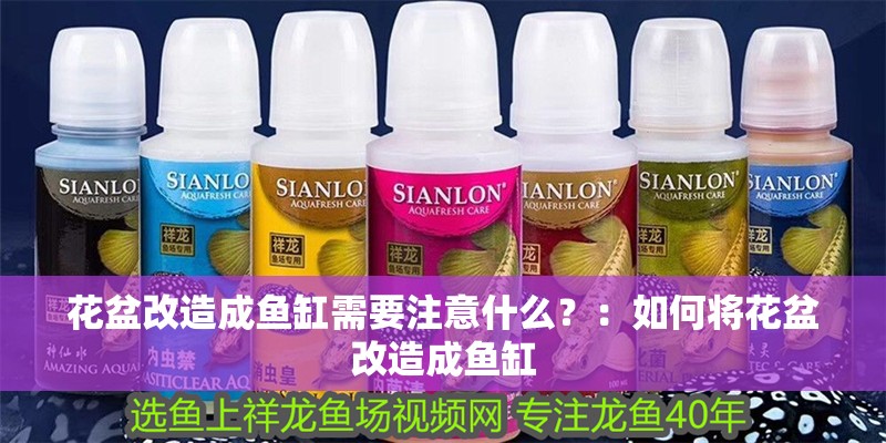 花盆改造成魚缸需要注意什么？：如何將花盆改造成魚缸