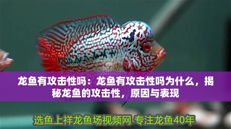 龍魚有攻擊性嗎：龍魚有攻擊性嗎為什么，揭秘龍魚的攻擊性，原因與表現