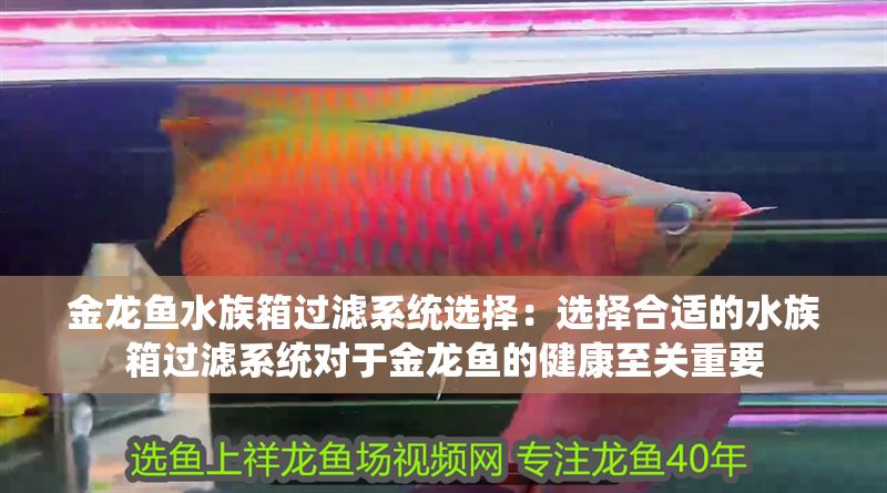 金龍魚水族箱過濾系統(tǒng)選擇：選擇合適的水族箱過濾系統(tǒng)對于金龍魚的健康至關(guān)重要